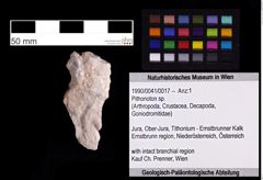 Foto (Objekt + Etiketten) von Pithonoton sp. (NHMW-GEO-1990-0041-0017)